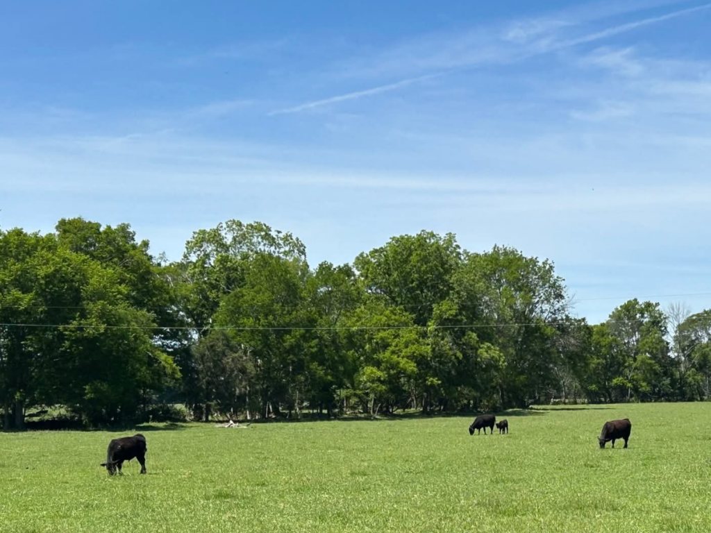 Ganado en propiedad rural del condado Franklin relacionada con investigación de robo en Tennessee